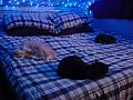 3 cats on a bed (blue)